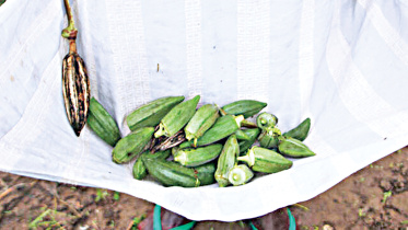 okra.jpg