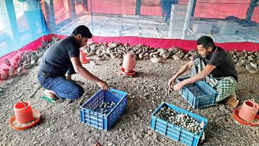 Quail farming catching on in Bagerhat