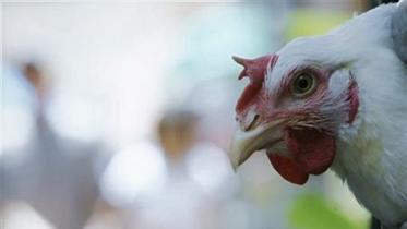 bird_flu_web_1.jpg