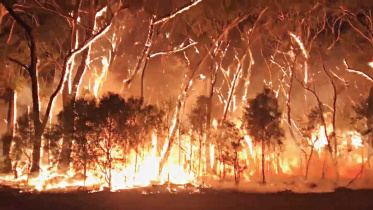 forest-lost-in-fire.jpg