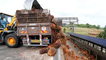 malaysia-may-cut-palm-oil.jpg