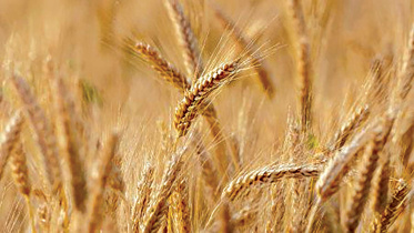 wheat.jpg