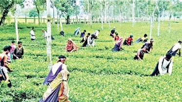Tea Garden 