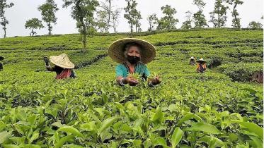 bangladesh-tea.jpg