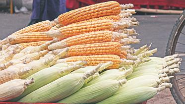 maize_2.jpg