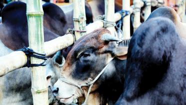 dhaka-cattle-markets.jpg