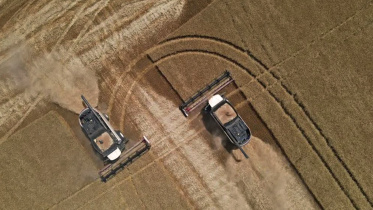 russian_wheat.jpg