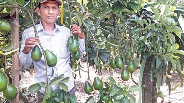 bangladesh avocado cultivation