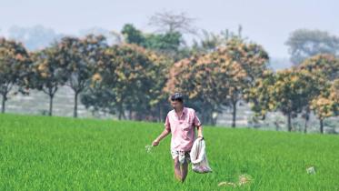 Urea Fertiliser Price Hike