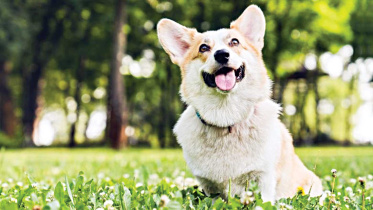 dog.jpg