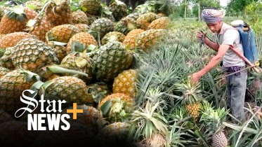 news_pineapple_modhupur_web.jpg