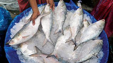 hilsa-export-to-india.jpg