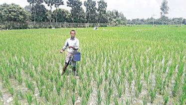 thakurgaon_picfertilise.jpg