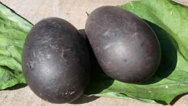 black_egg.jpg