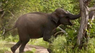 elephant.png