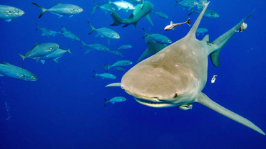 protect-shark.jpg