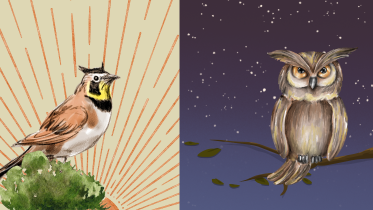 Night owls vs morning larks