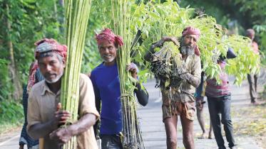 bangladesh-jute-research-institute.jpg