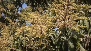 mango-flowers.jpg