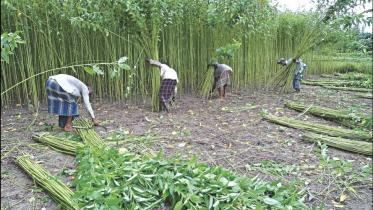 Bangladesh to import 5,200 tonnes of jute seeds