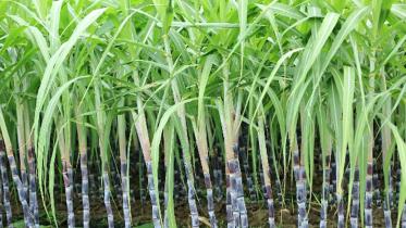 sugarcane