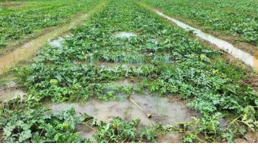 patuakhali_watermelon