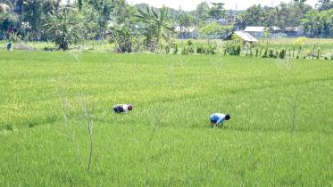 rice cultivation