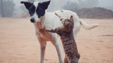 How to adopt stray animals 