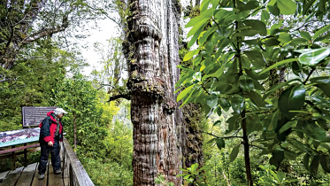 oldest tree in the world