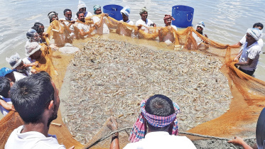 The environmental and social injustices of shrimp aquaculture