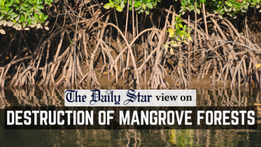 destruction of mangrove forests
