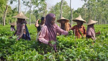 Govt to recognise tea industry entities, individuals