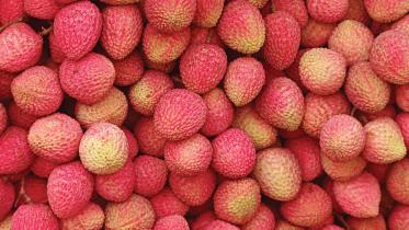 dinajpur_litchi.jpg