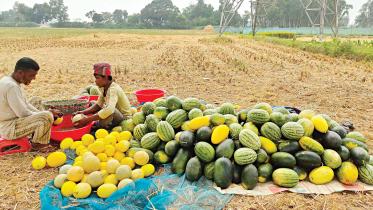off-season watermelons