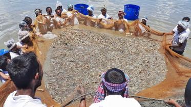  Bangladesh stops vannamei PL shrimp import