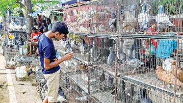 pigeon-market5.jpg
