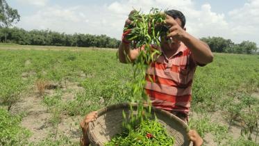 The 'hot' story behind the high chilli prices