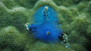 bay_of_bengal_underwater_christmas_tree_worm.jpg