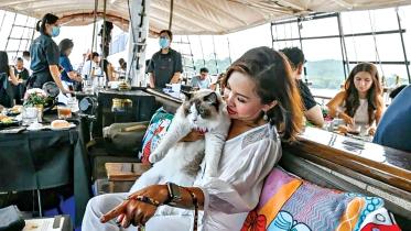 luxury-cat-cruises.jpg