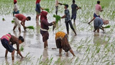 Indian farmers ramp up rice acres amid domestic supply concerns