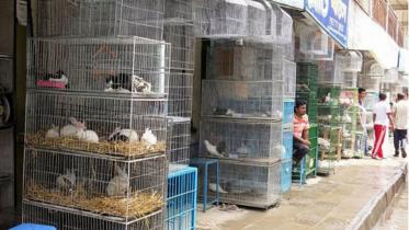 katabon-pet-shop_1.jpg