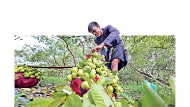 indigenous-guavas-1.jpg