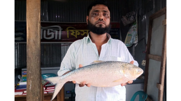 hilsa-fish