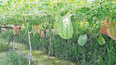bagerhat-watermelon.jpg