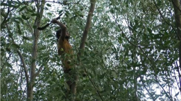 Haringhata forest in peril