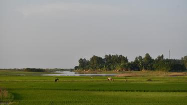aman_paddy