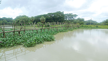 bamboo-bridge.jpg
