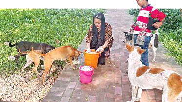 stray animals in Dhaka