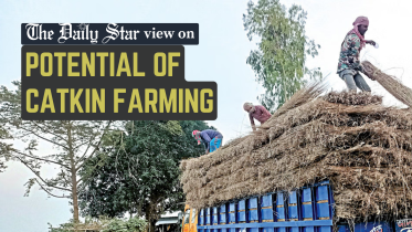 potential_of_catkin_farming_in_bangladesh.png