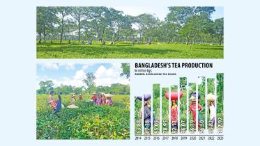 Tea Production